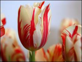 tulipan23svk