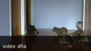videa