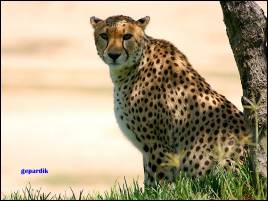 gepardik