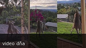videa